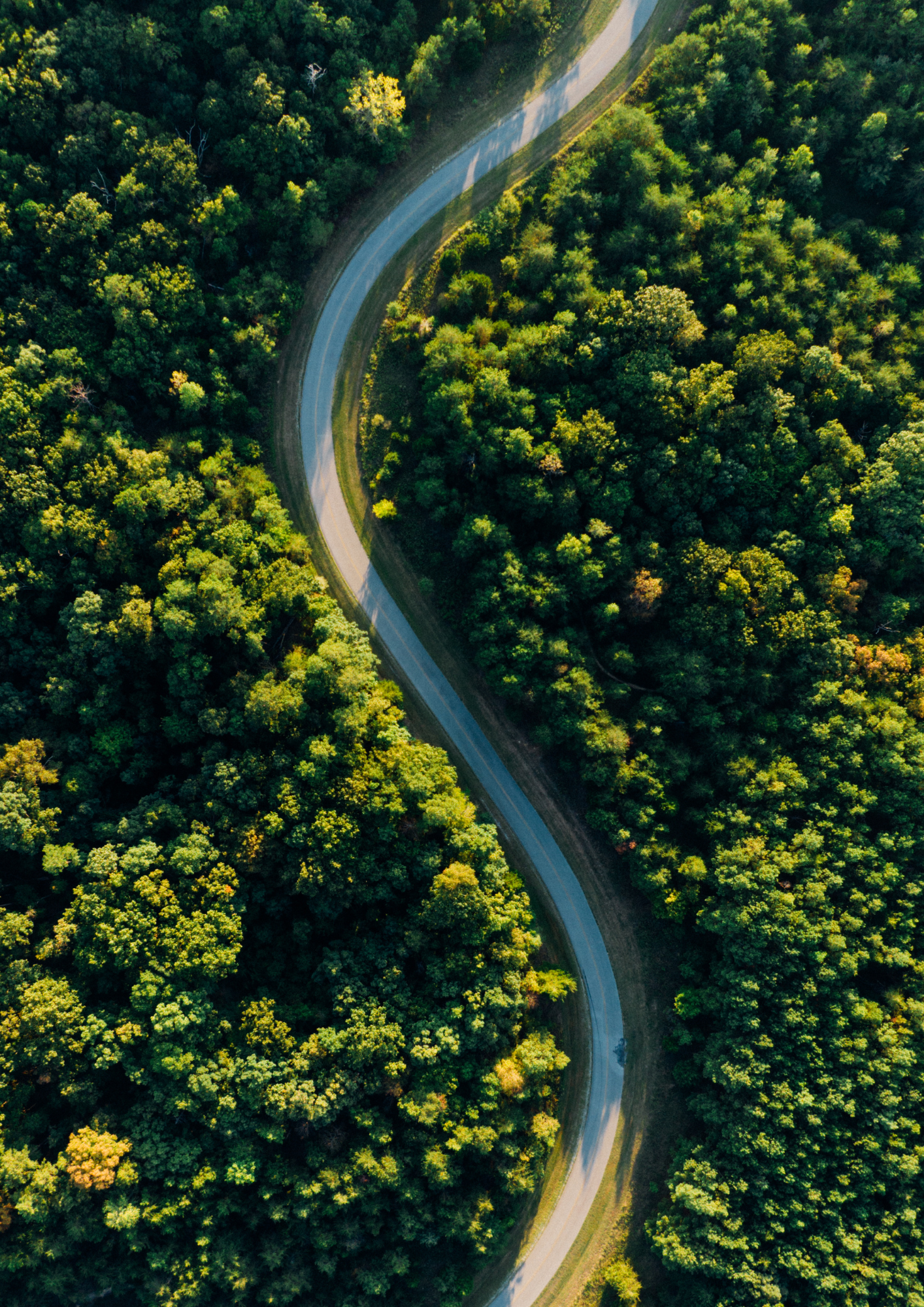Veduta aerea di una strada sinuosa che attraversa una densa foresta verde. 